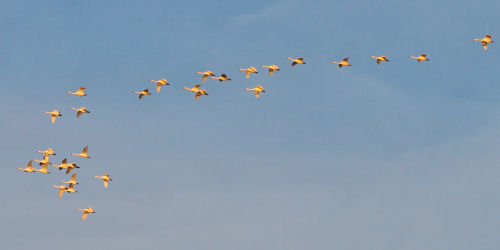 Bewick's Swans