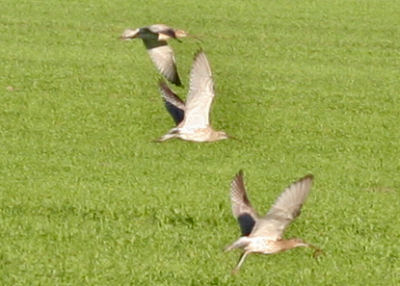 Eurasian Curlews