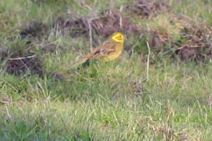 Yellowhammer