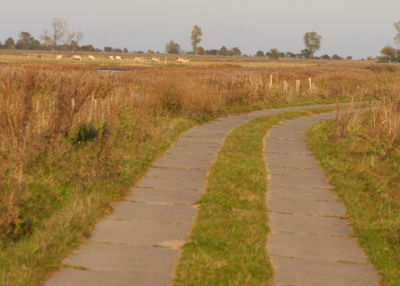 road through Karrendorfer Wiesen