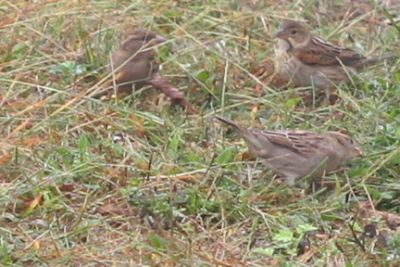 Dickcissel with House Sparrows