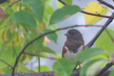 Eastern Towhee