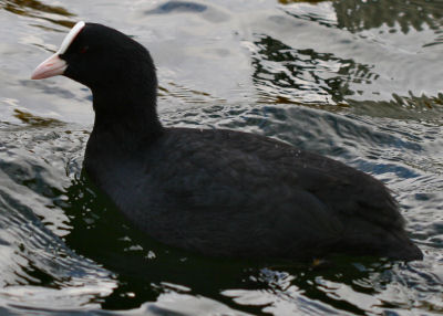 Eurasian Coot in canal