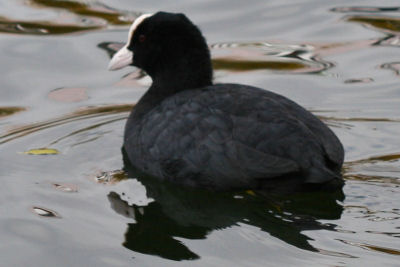 yet another coot
