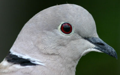 Eurasian Collared-Dove