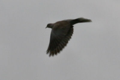 in flight