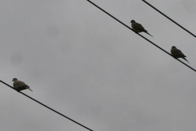 Eurasian Collared-Dove with Mourning Doves