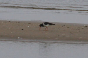 Eurasian Oystercatchers