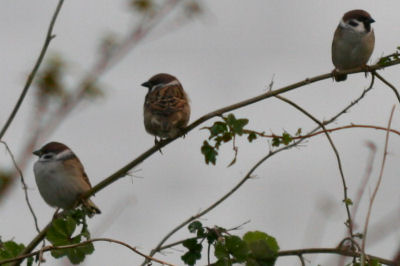 Eurasian Tree Sparrows