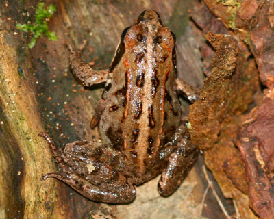 brown European Common Frog