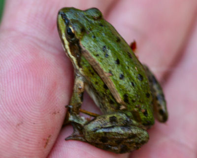 green European Commn Frog