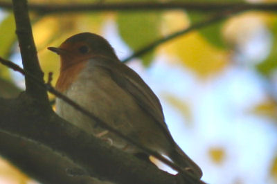 European Robin