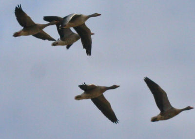 Greylag Geese