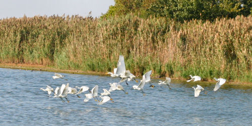 Great Egret and Snowy Egrets