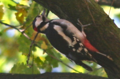 Great Spotted Woodpecker