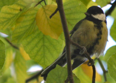 Another Great Tit