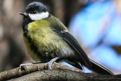 Great Tit