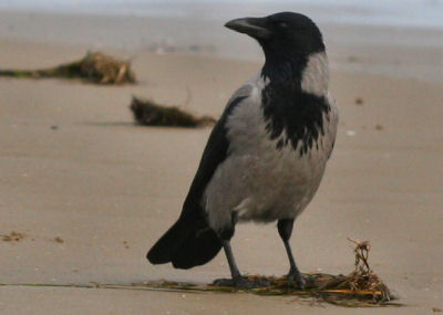 Hooded Crow