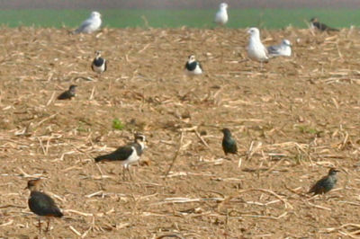 Northern Lapwings