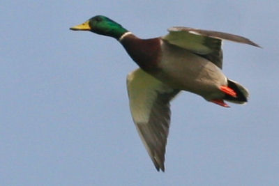 male Mallard landing