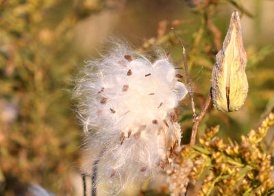 Milkweed Seeds