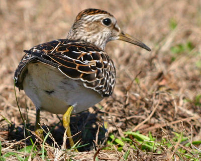 Pectoral Sandpiper rear view