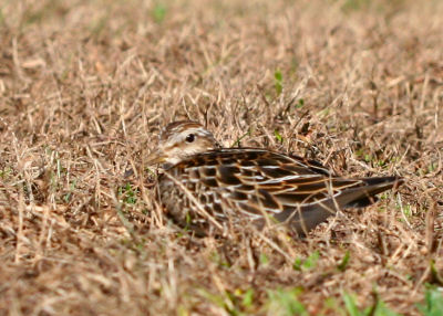 Pectoral Sandpiper showing off the camoflauge