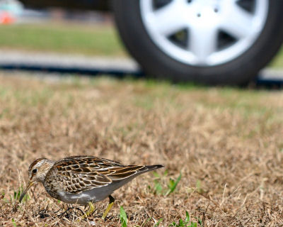 fearless Pectoral Sandpiper