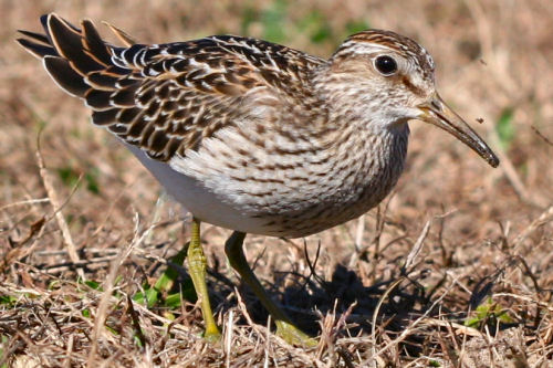 Pectoral Sandpiper