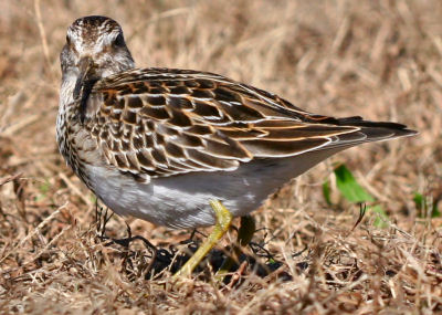 Pectoral Sandpiper looking at camera