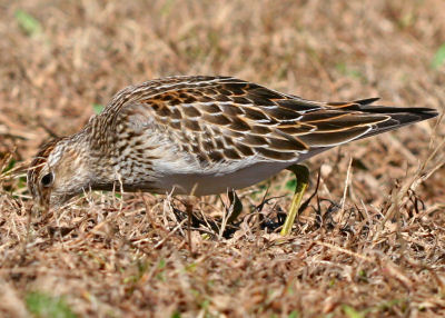 Pectoral Sandpiper still hunting