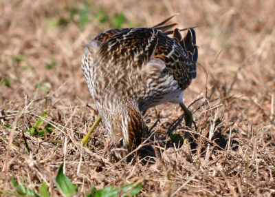 Pectoral Sandpiper looking for food