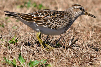 Pectoral Sandpiper after swallowing a grub