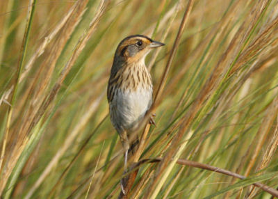 Saltmarsh Sharp-tailed Sparrow by Pete