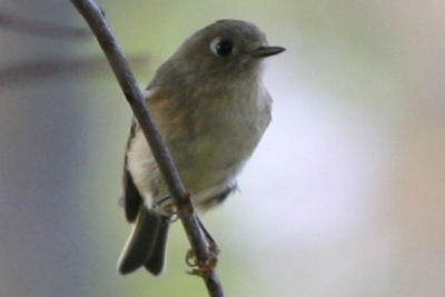 Ruby-crowned Kinglet