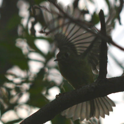 Ruby-crowned Kinglet with wing and tail spread