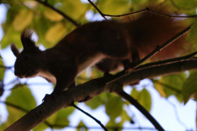 Red Squirrel...look at those ears!