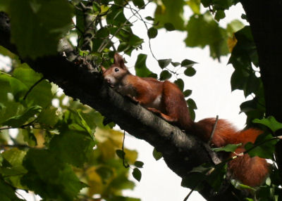 Red Squirrel