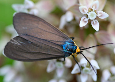 Virginia Ctenucha