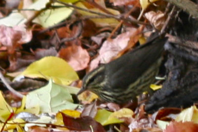 Northern Waterthrush