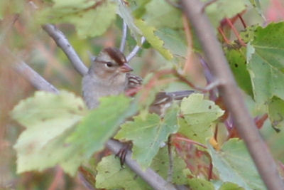 juvenile White-crowned Sparrow