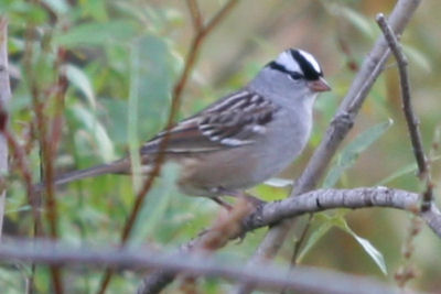 adult White-crowned Sparrow