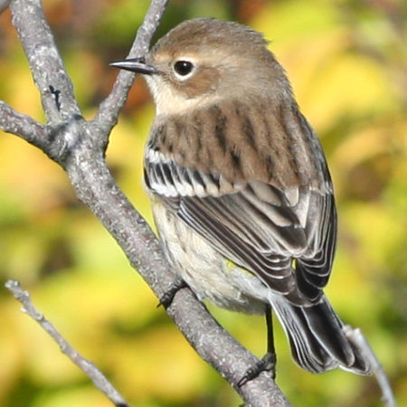 Yellow-rump hiding its namesake