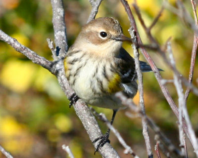 Curious Yellow-rumped Warbler