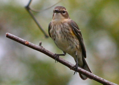 Yellow-rumped Warbler