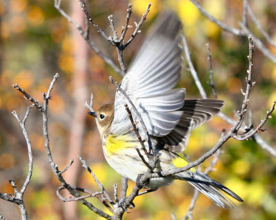 Yellow-rumped Warbler taking off