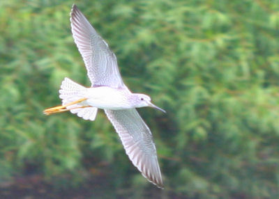 Lesser Yellowlegs