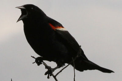 Red-winged Blackbird at Five Rivers EEC