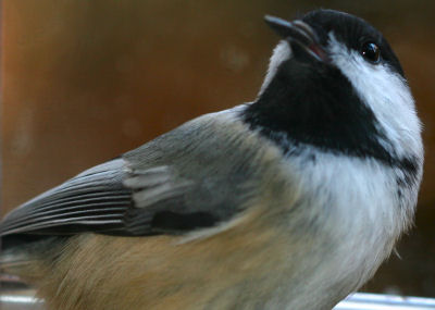 Black-capped Chickadee