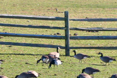 Barnacle Goose and Western Kingbird